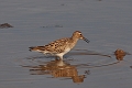 pectoral sandpiper, sandpiper-5